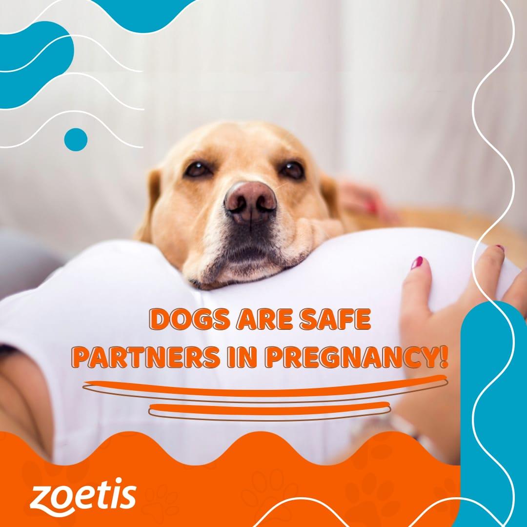 zoetis — social media — 03
